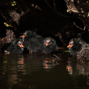 Redwell   26 05 2020   D500   Les 418.jpg